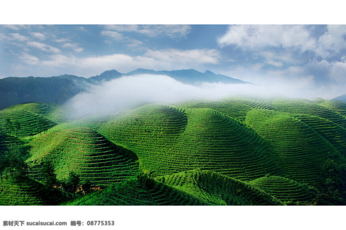 生态 茶园 非 高清 生态茶园 茶 绿色 风景 唯美 田园风光 自然景观