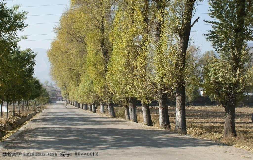 路上 排 白杨树 大树 树木 森林 自然风景 自然景观