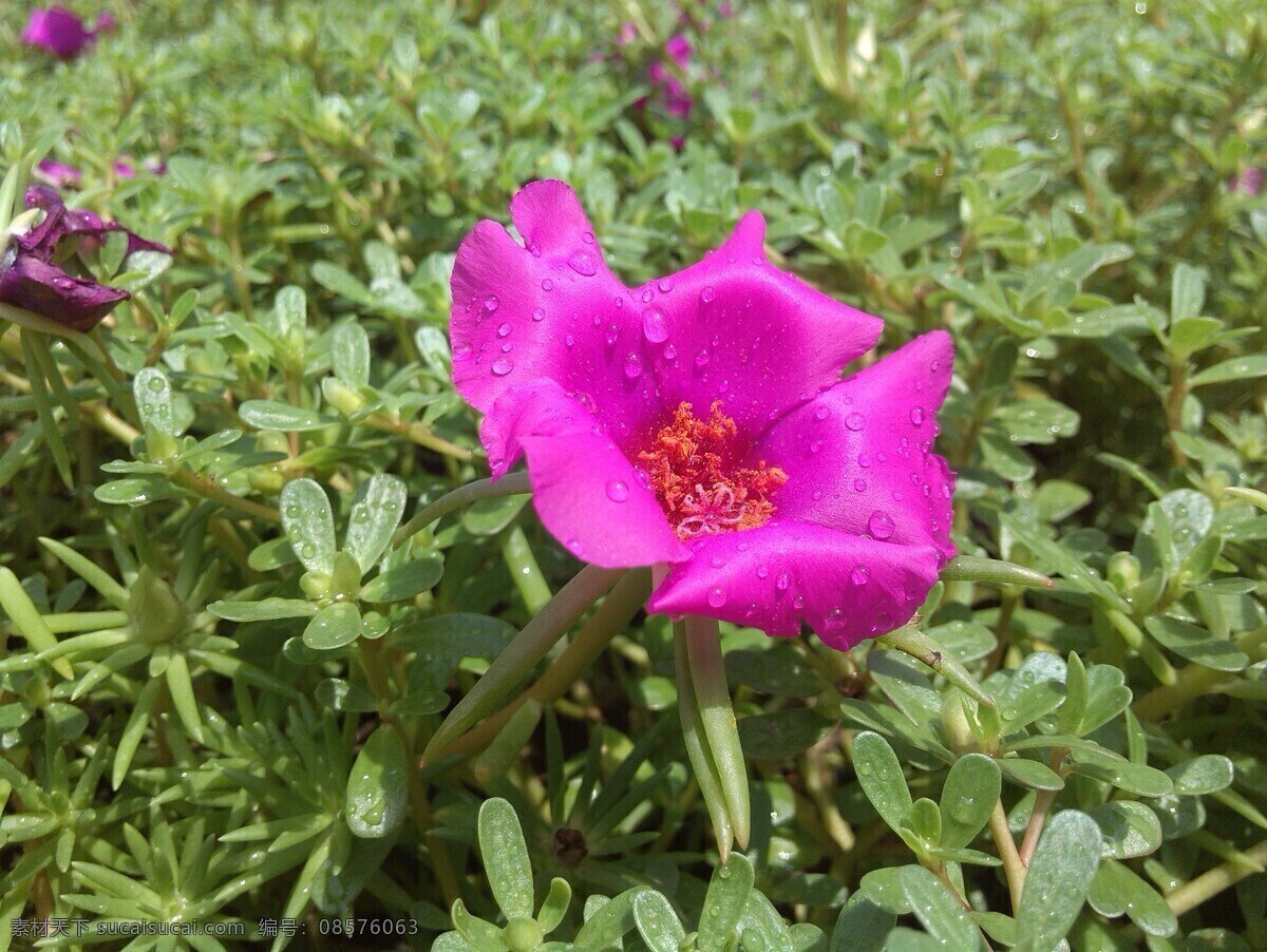 壁纸 杭州 红花 红色 花朵 吉祥 可爱 墙纸 大花马齿苋 太阳花 雨水 细腻 喜庆 盛夏 夏天 装饰 西湖 游乐 娱乐休闲 生活百科 家居装饰素材 壁纸墙画壁纸