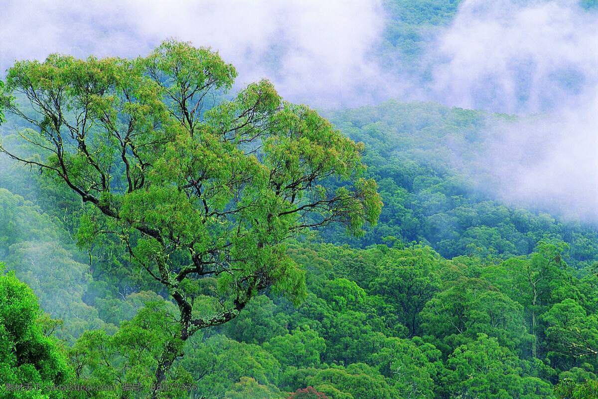 自然景观 森林 森林背景图 森林的图片 森林风景 森林树木 树林 树林背景 树林风景 雾 雾气 雾中的山 雾蒙蒙 风景 生活 旅游餐饮