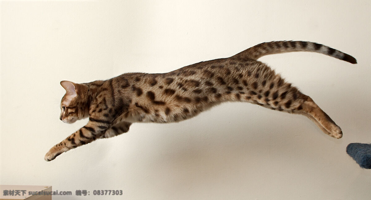 孟加拉猫 猫咪 猫星人 跳跃中的猫 豹纹猫 生物世界 家禽家畜