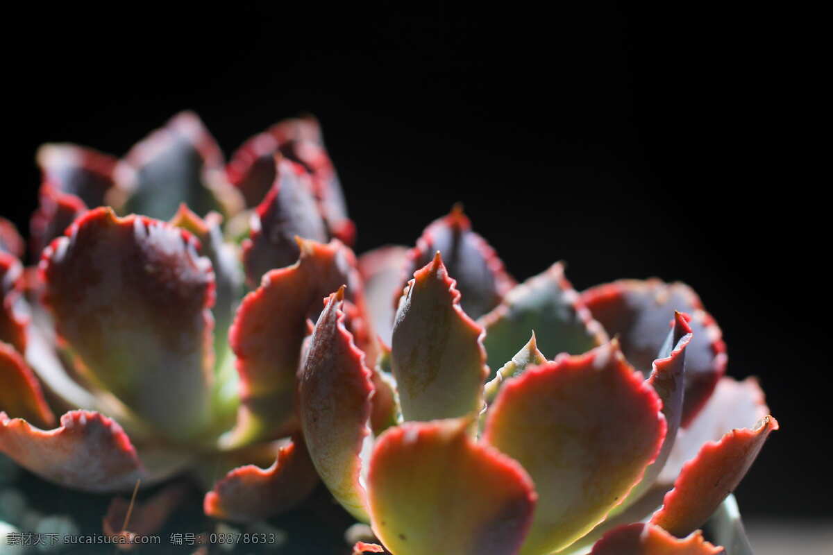 阳光 下 肉 植物 可爱 唯美 多肉 多肉植物 生物世界 花草