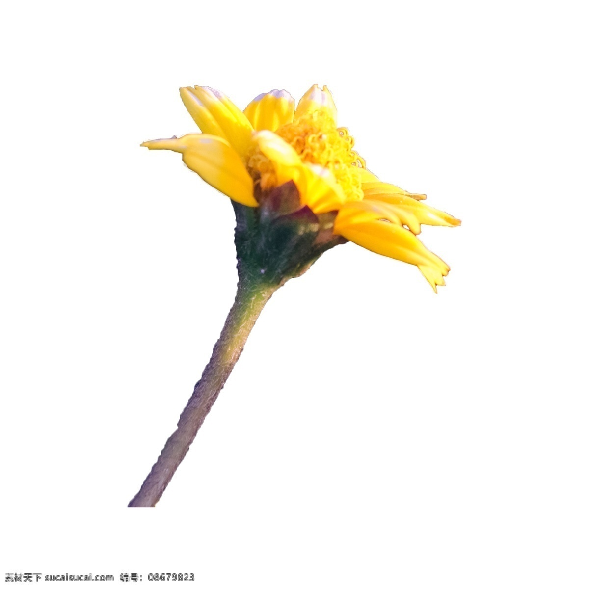 朵 黄色 小花 一朵鲜花 花朵 黄色花苞 春天 春季 绿叶 植物 盛开 叶子 黄色花朵 花卉 踏青