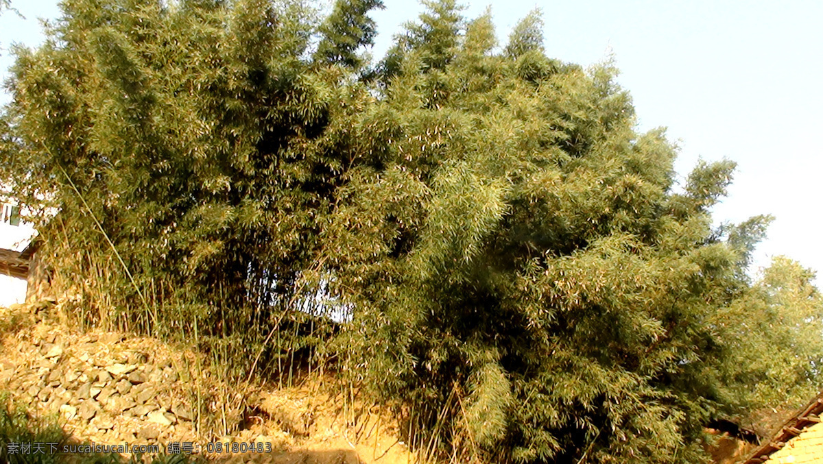 竹林 生物世界 树木树叶 竹林丛 秋竹 山村野竹 矢量图 日常生活