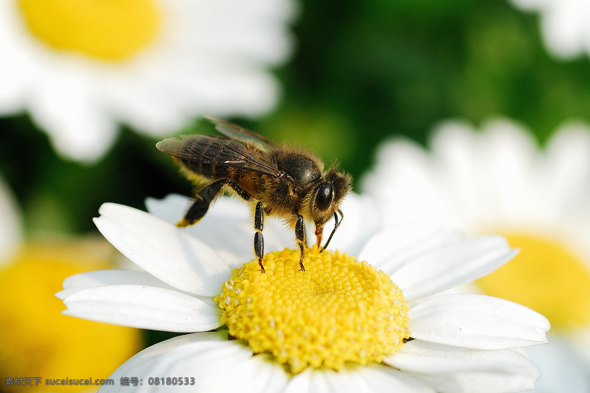 蜜蜂 昆虫 其他生物 摄影图库 生物世界 微距摄影