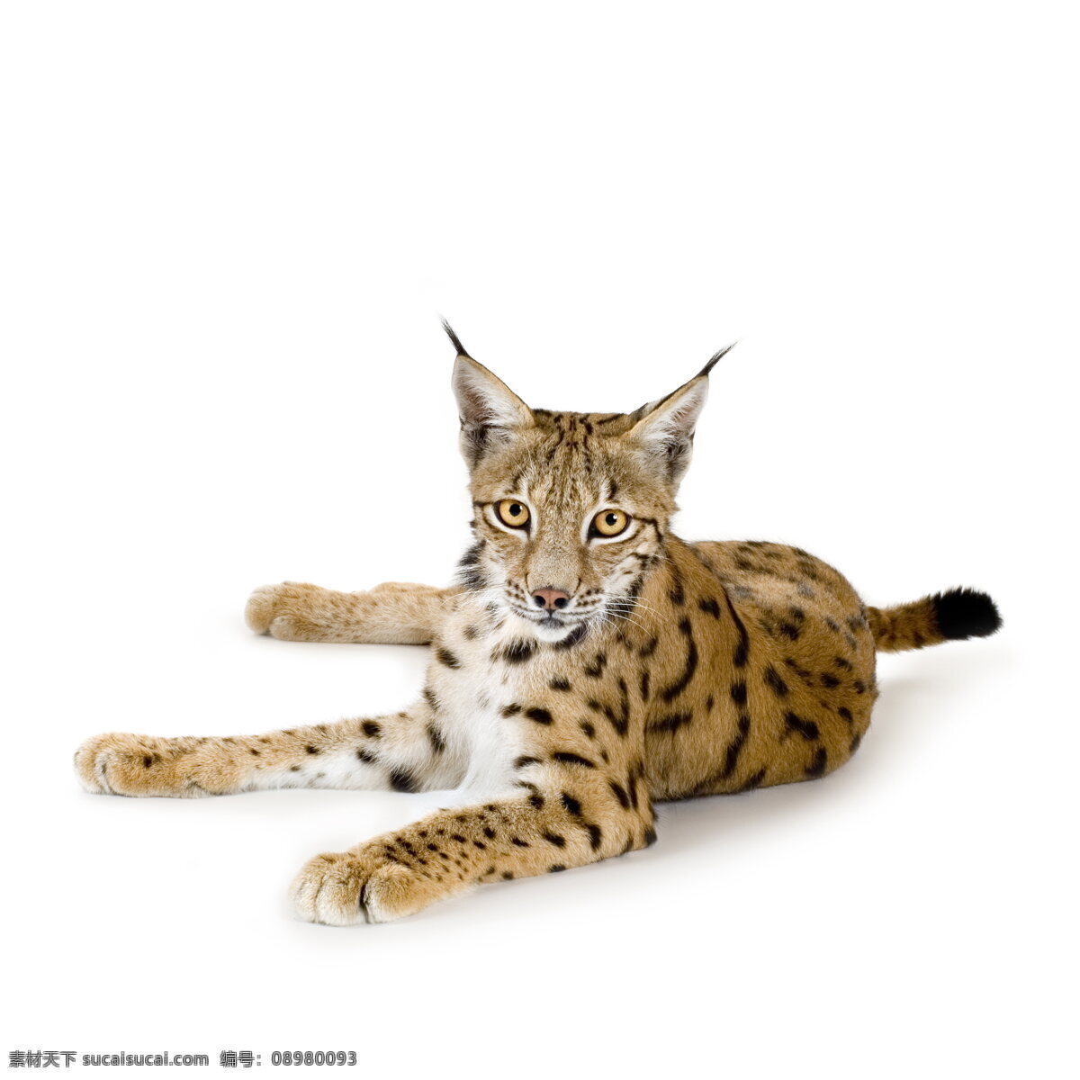 猞猁 高清 野生 动物 野兽 猛兽 稀有动物