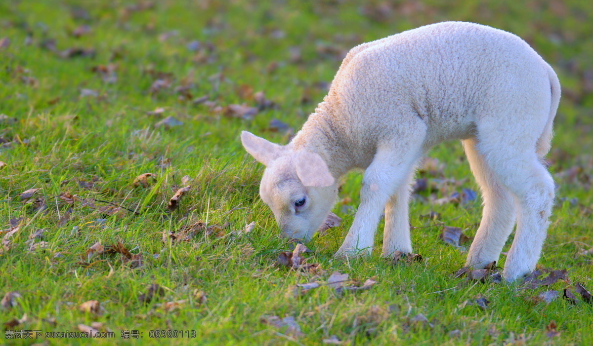 正在 吃 草 羊羔 草地 小羊 吃草 风景 其他类别 环境家居