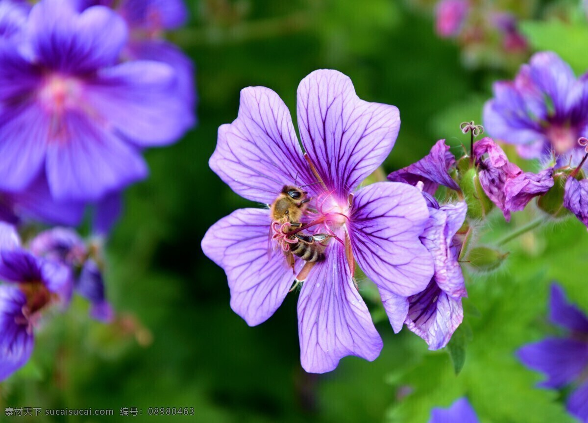 蜜蜂 春天 开花 花蜜 花粉