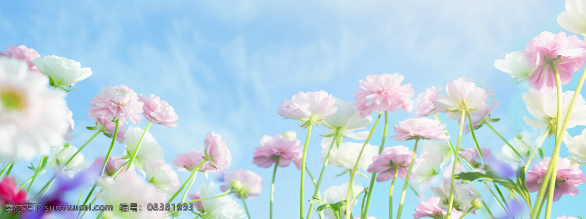 素雅花朵背景 白色