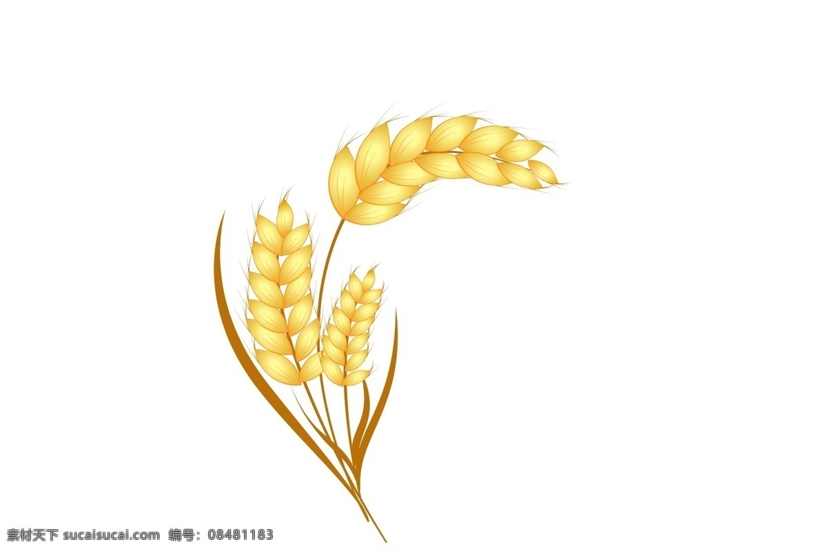 黄色麦穗 金色麦穗 麦穗素材 麦穗剪影 标识 自然景观 自然风光
