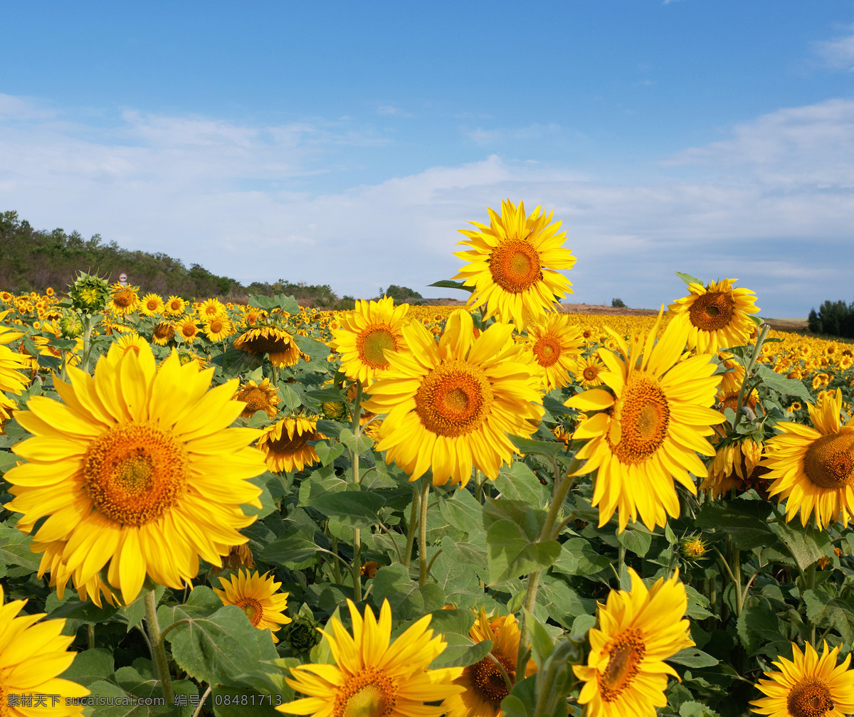 向日葵盘栽 葵花 太阳花 花海 鲜花 葵园 向阳花 向日葵园 绿叶 精神 特写 向日葵背景 向日葵海报 向日葵促销 葵花背景 唯美向日葵 葵瓜子促销 葵瓜子海报 葵瓜子背景 葵花籽背景 生物世界 花草