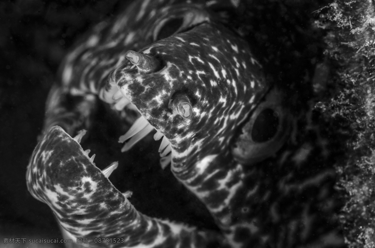 张开嘴巴的鱼 海鱼 鱼嘴 鱼类动物 海底世界 海洋生物 海洋动物 水中生物 生物世界 黑色