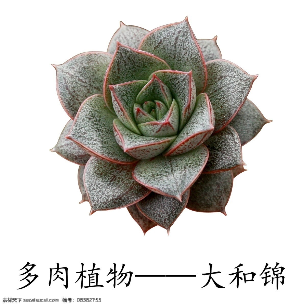 肉 植物 大和 锦 多肉植物 大和锦 萌肉肉 肉肉花 多浆植物 盆栽绿植 绿色植物 电商素材