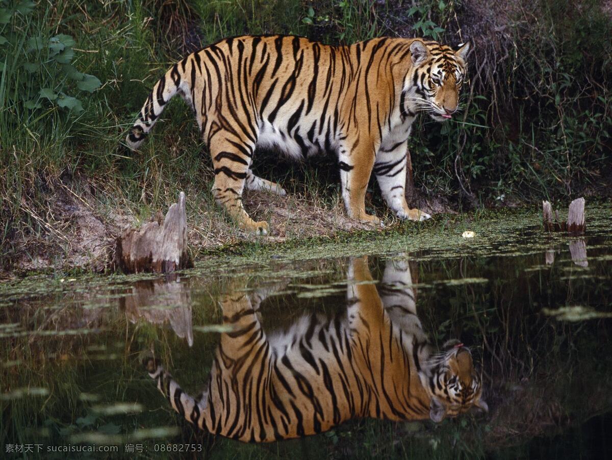 老虎 写真壁纸 2010年 壁纸 虎 宽屏壁纸 写真 老虎写真壁纸 东北虎 华南虎 30寸壁纸 家居装饰素材 壁纸墙画壁纸