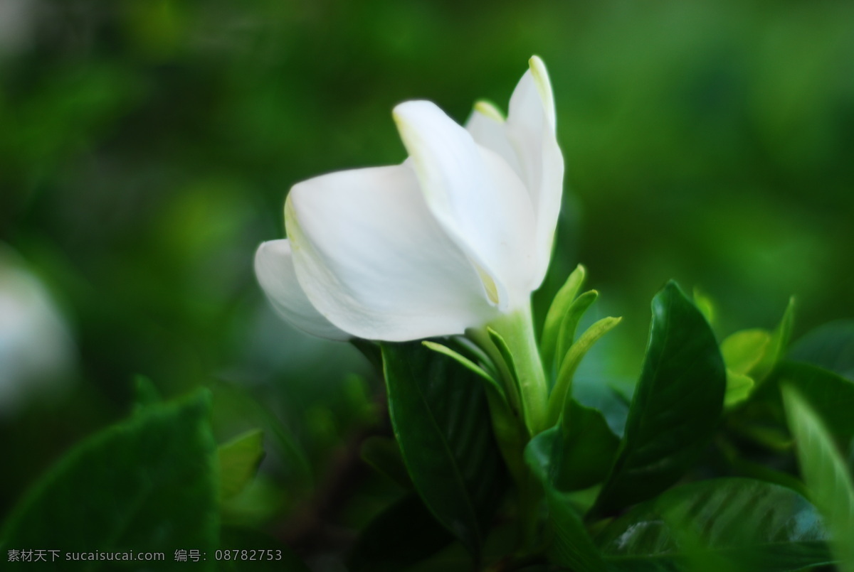 栀子花开 栀子花 白色栀子花 白色鲜花 鲜花 花草 生物世界