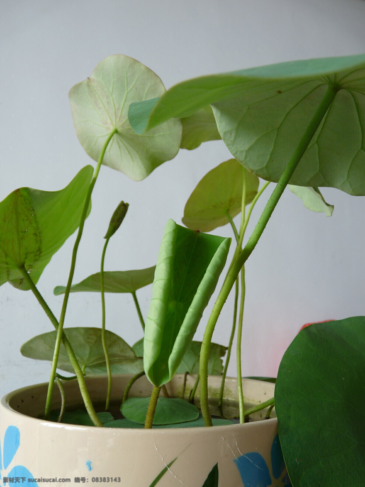 碗莲 荷花 荷叶 莲花 水生植物 花卉 花草 生物世界