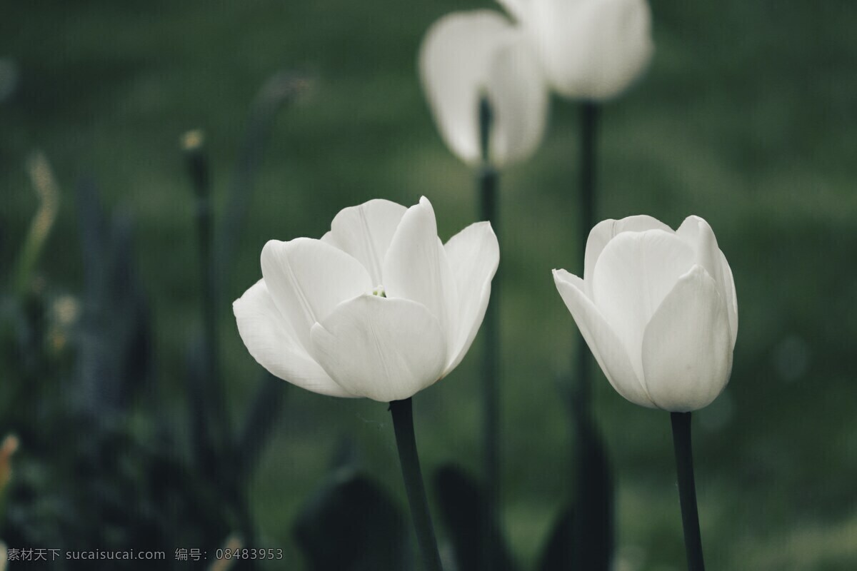 白色郁金香 白色 郁金香 鲜花 草地 花 木兰花 自然景观 自然风景