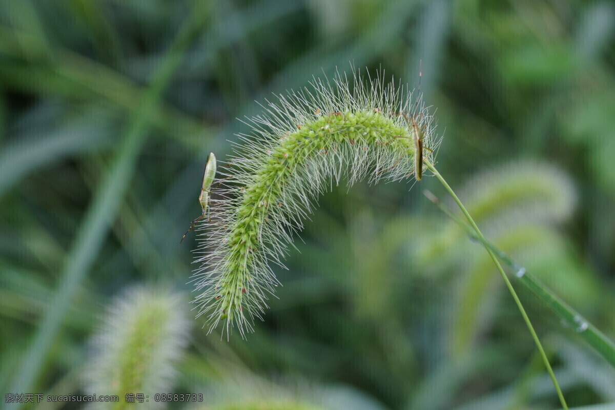 狗尾草 花草 昆虫 绿色植物 生物世界 穗子 微距 稻缘蝽 小草 虫与草