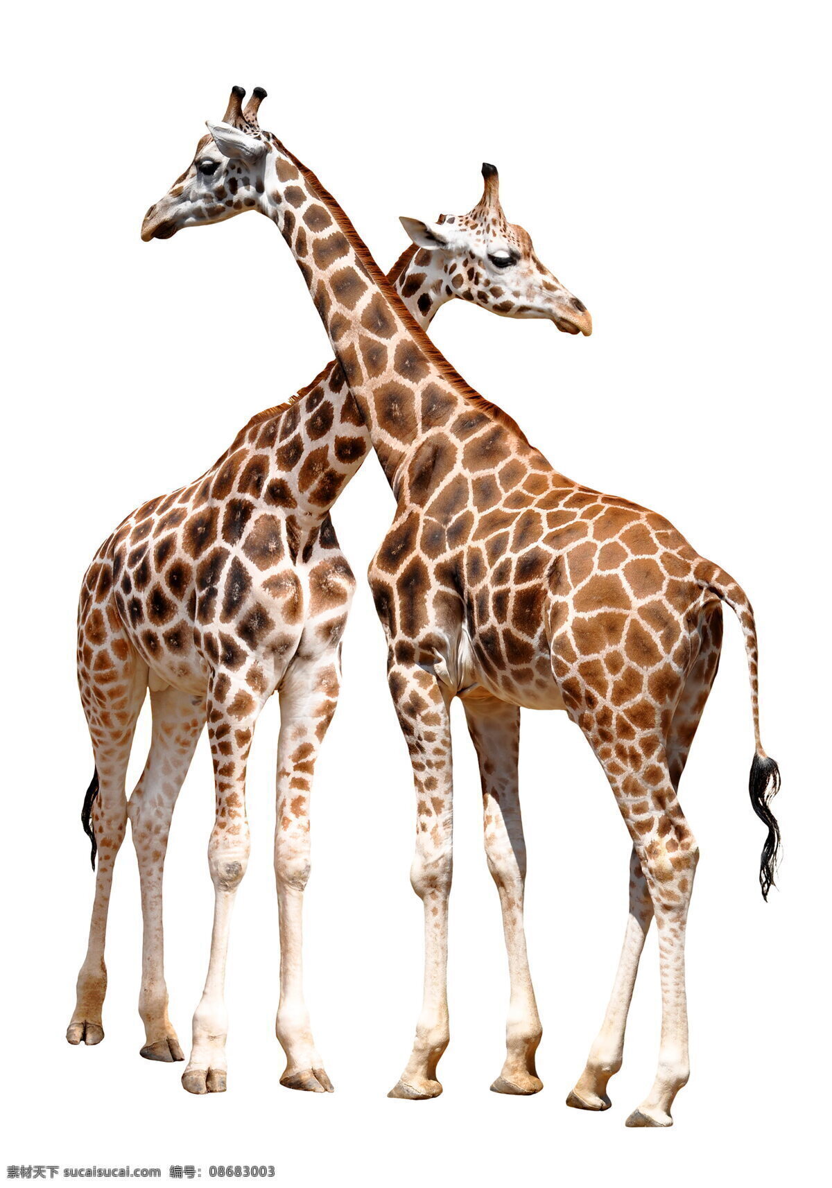 长颈鹿图片 长颈鹿素材 长颈鹿 野生动物 野生 动物 保护动物 长脖子 脖子 鹿纹 鹿皮 可爱 珍贵动物 稀有动物 生物世界