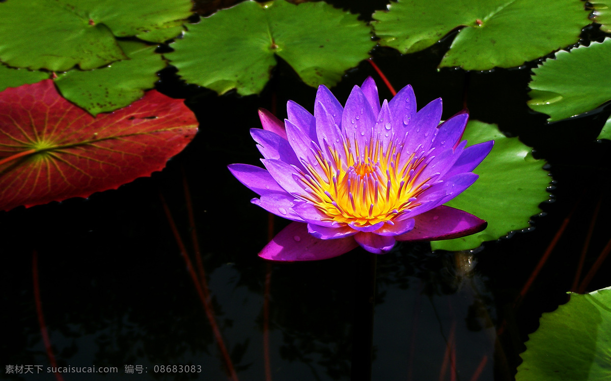 睡莲 马蹄莲 紫色莲花 莲叶 水面 自然风景 生物世界 花草