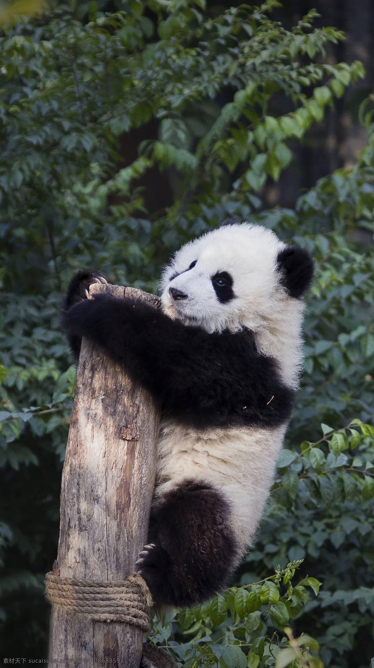 熊猫 可爱 国宝 动物 黑白 呆萌 爬树 中国