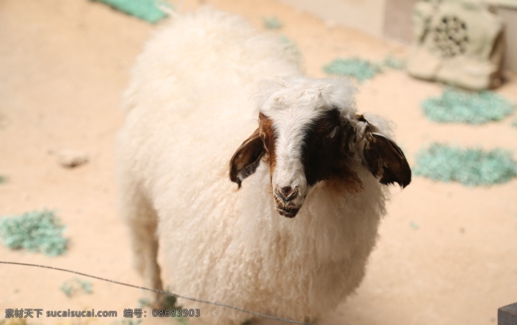 滩羊标本 盐池 滩羊 羊 标本 公羊 雕塑 生物世界 家禽家畜