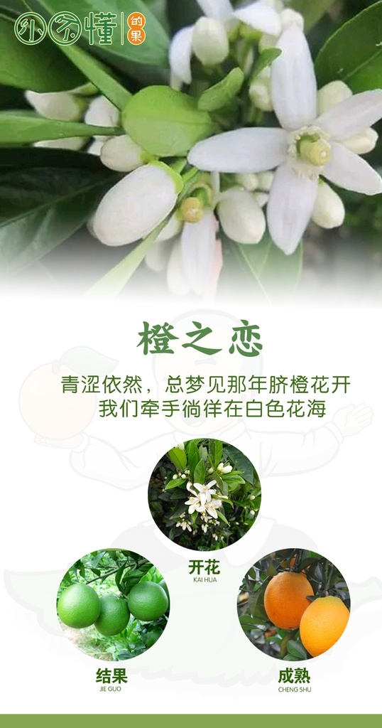 橙之恋 脐橙 赣南脐橙 脐橙花 果实周期 脐橙结果
