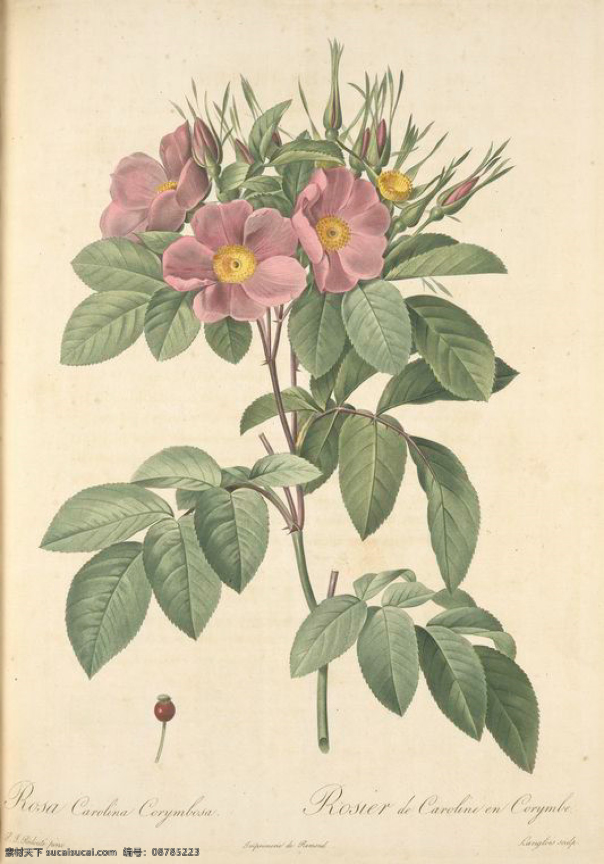 手绘 复古 油画 花 花卉 玫瑰 艺术名画 植物图 文化艺术