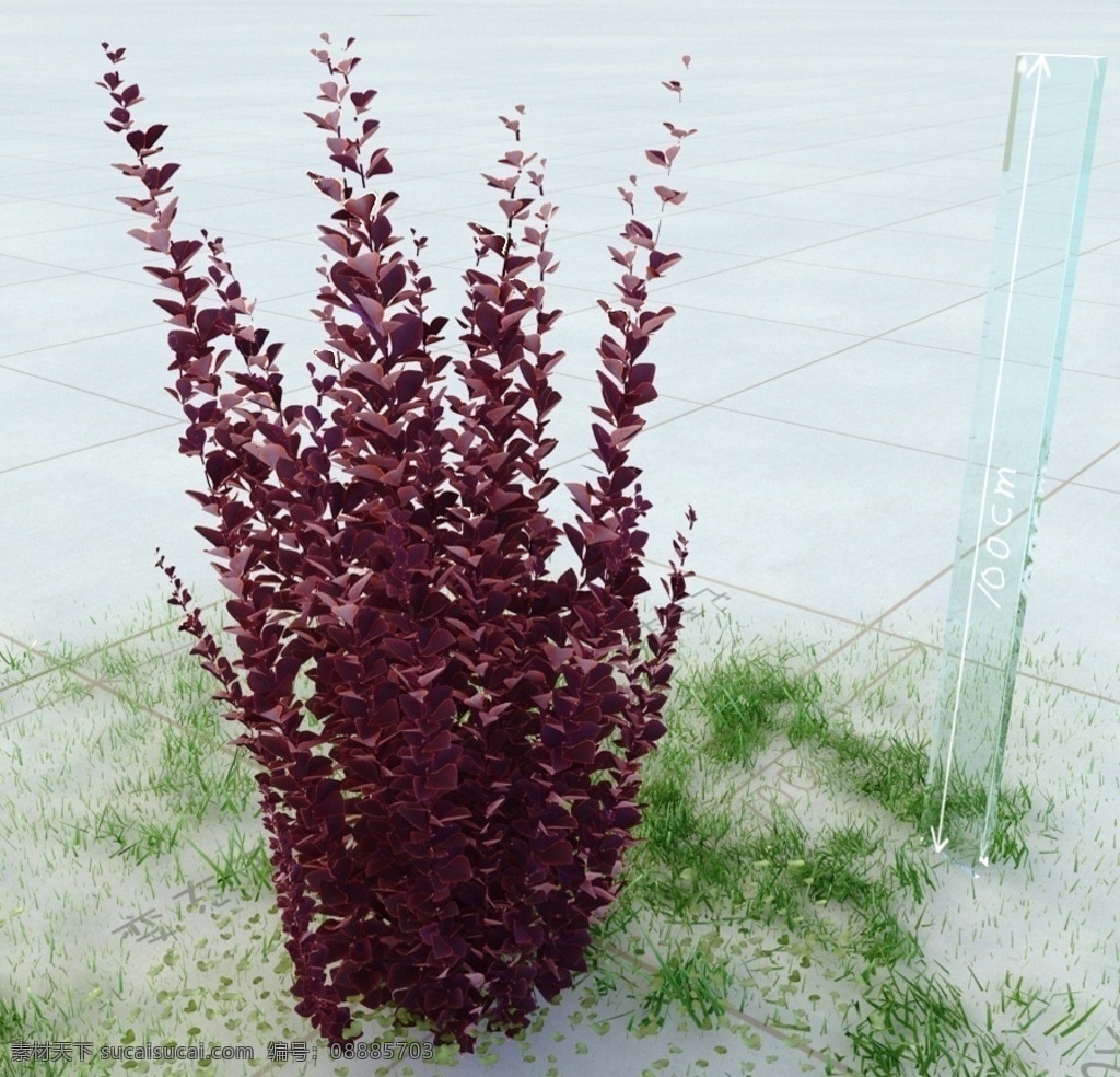 红叶小檗 植物 景观植物 盆栽 vray模型 景观模型 园林植物 室内模型 3d设计 max