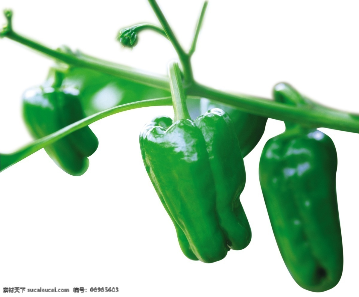 青辣椒 辣椒 胡椒 青椒 蔬菜 包装设计