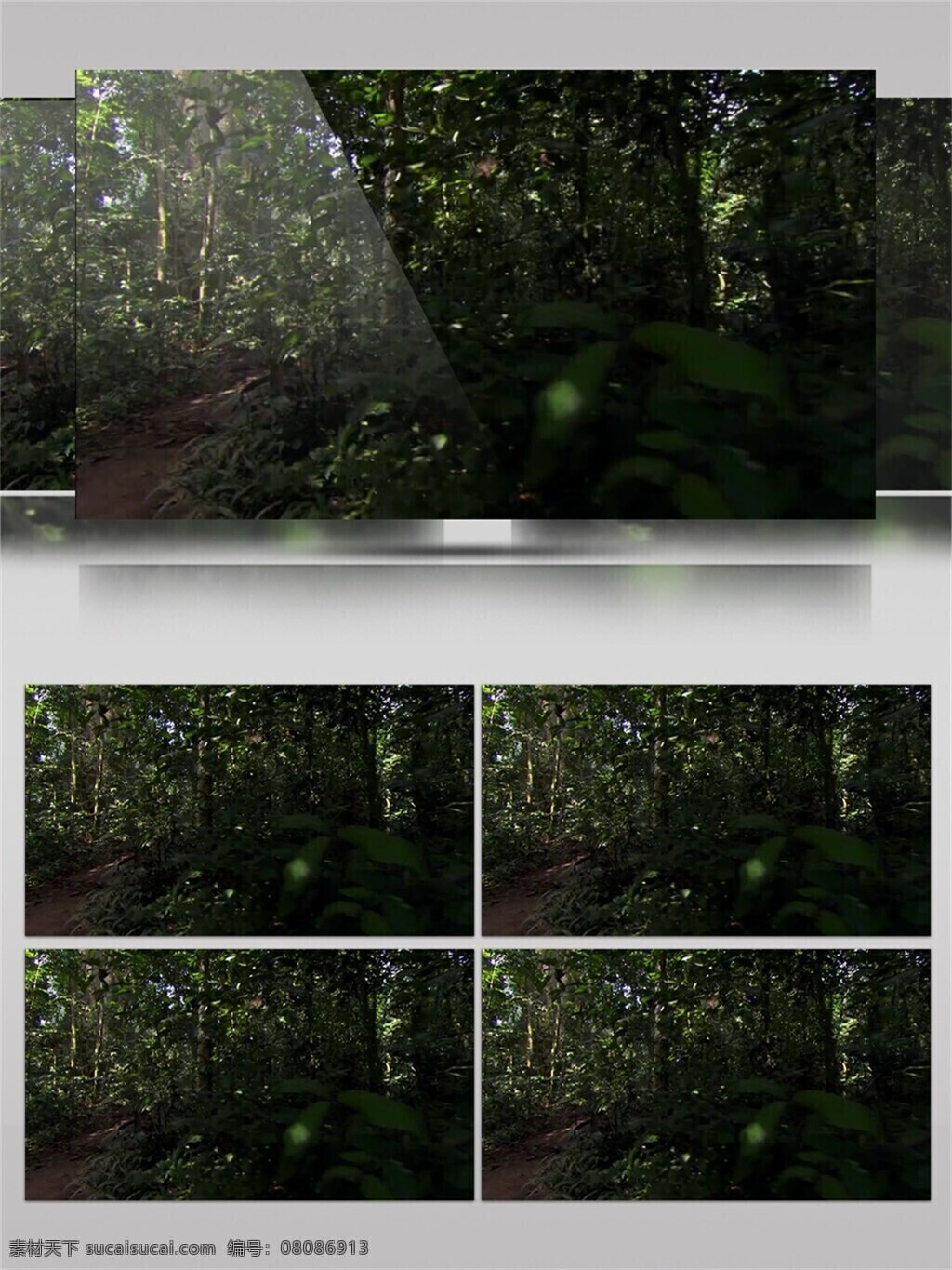 生机勃勃 树木 视频 音效 视频素材 自然生物 绿色 大自然 风光 视频音效 尺树寸泓
