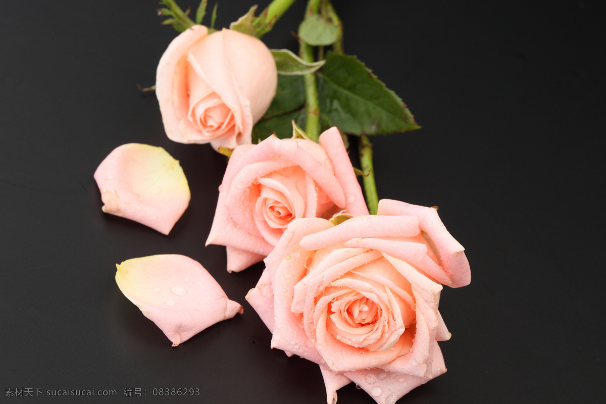玫瑰花与花瓣 美丽鲜花 花瓣 玫瑰花 粉红花朵 花卉植物 鲜花摄影 漂亮花朵 花草树木 生物世界 黑色