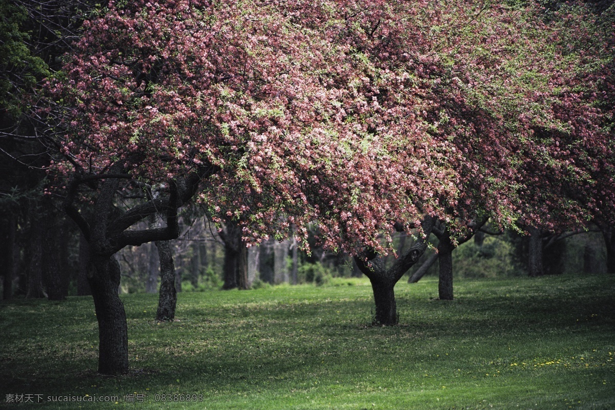 春暖花开 风景 林木风景 阳光 树林 自然景观 自然风景 摄影图库 高清图片 风景图片 风景图 自然画 春天景象 花 草地 花草树木 生物世界