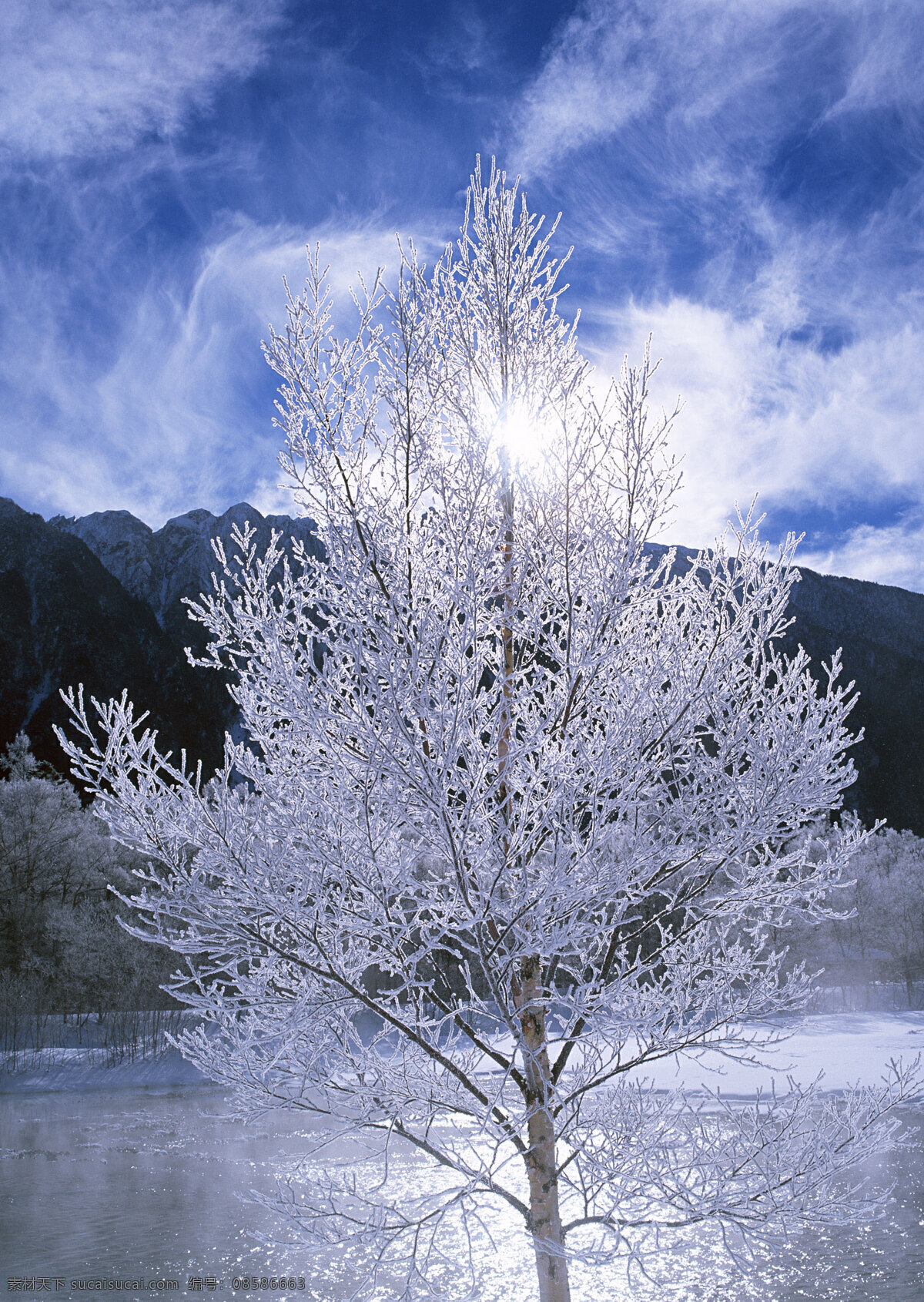 冬天 树木 美丽风景 自然风景 风景摄影 大自然 美景 景色 冬天雪景 花草树木 生物世界