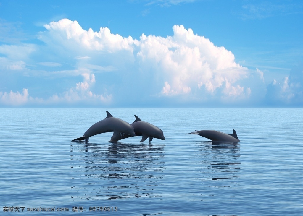 动物 海底世界 野生 生态 鱼 海豚 生物世界 海洋生物