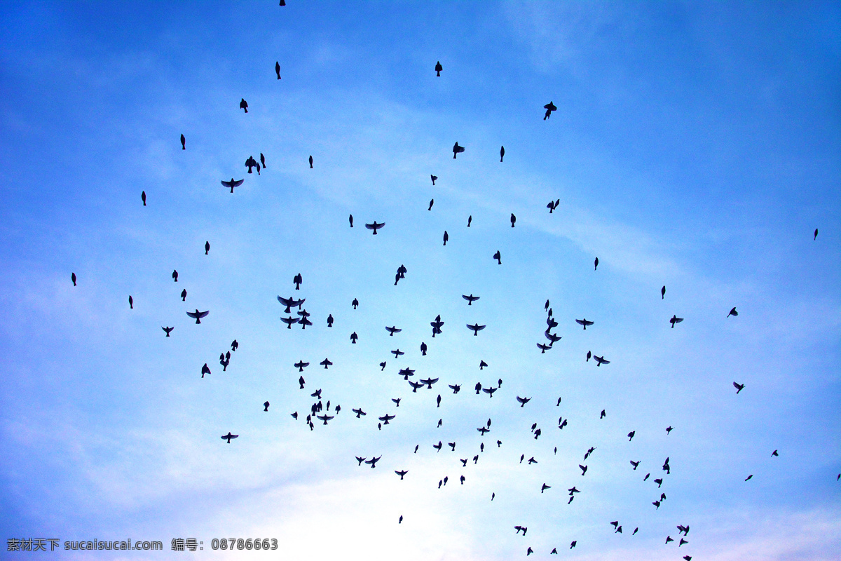 天空中的鸟群 鸟 鸟群 自然 动物 羽毛 户外 彩霞 天空 飞翔 云彩 云朵 生物世界 鸟类