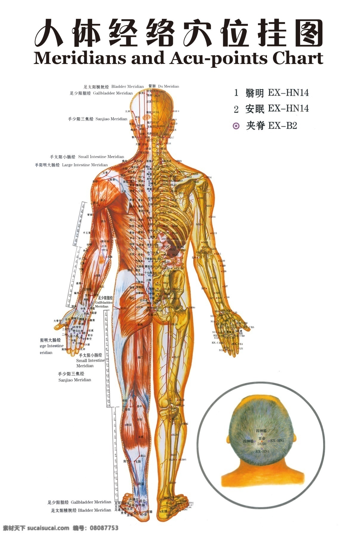 人体 经络 穴位 挂图 分层 分布图 针灸 中医 海报 宣传海报 宣传单 彩页 dm