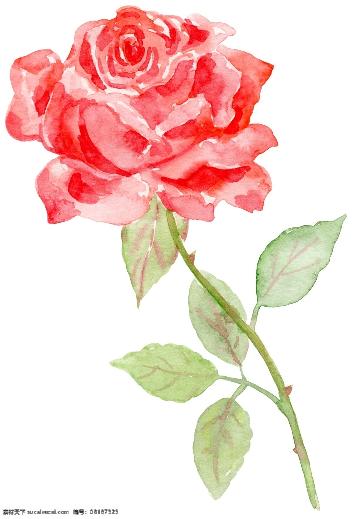 红色 玫瑰 520 情人节 七夕 手绘 水彩 装饰 图案 装饰图案 商业 元素 促销 排版 排版设计 创意设计