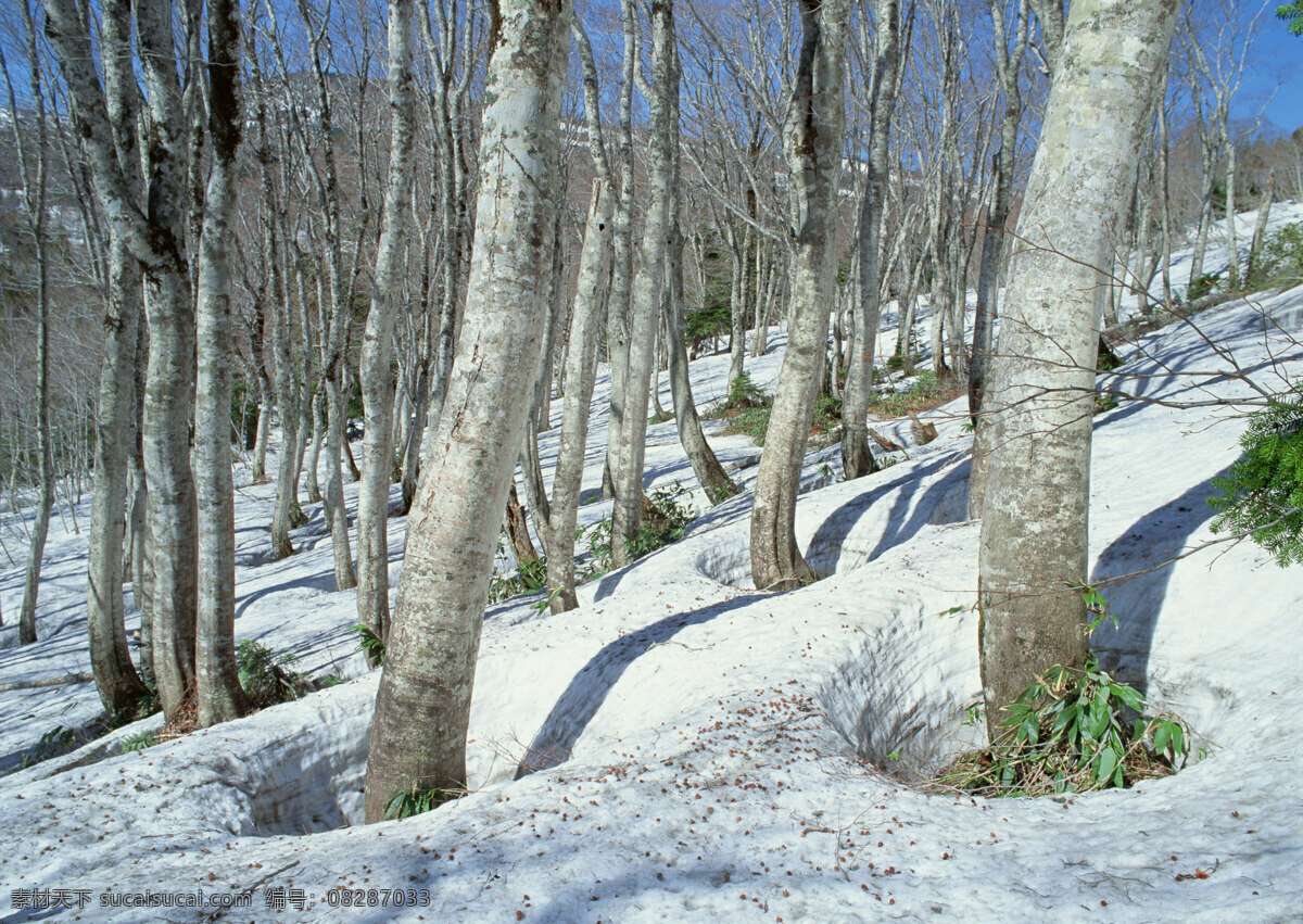 冬天 雪景 美丽风景 风光 景色 美景 雪地 积雪 树木 自然景观 山水风景 四季风景 雪景图片 风景图片