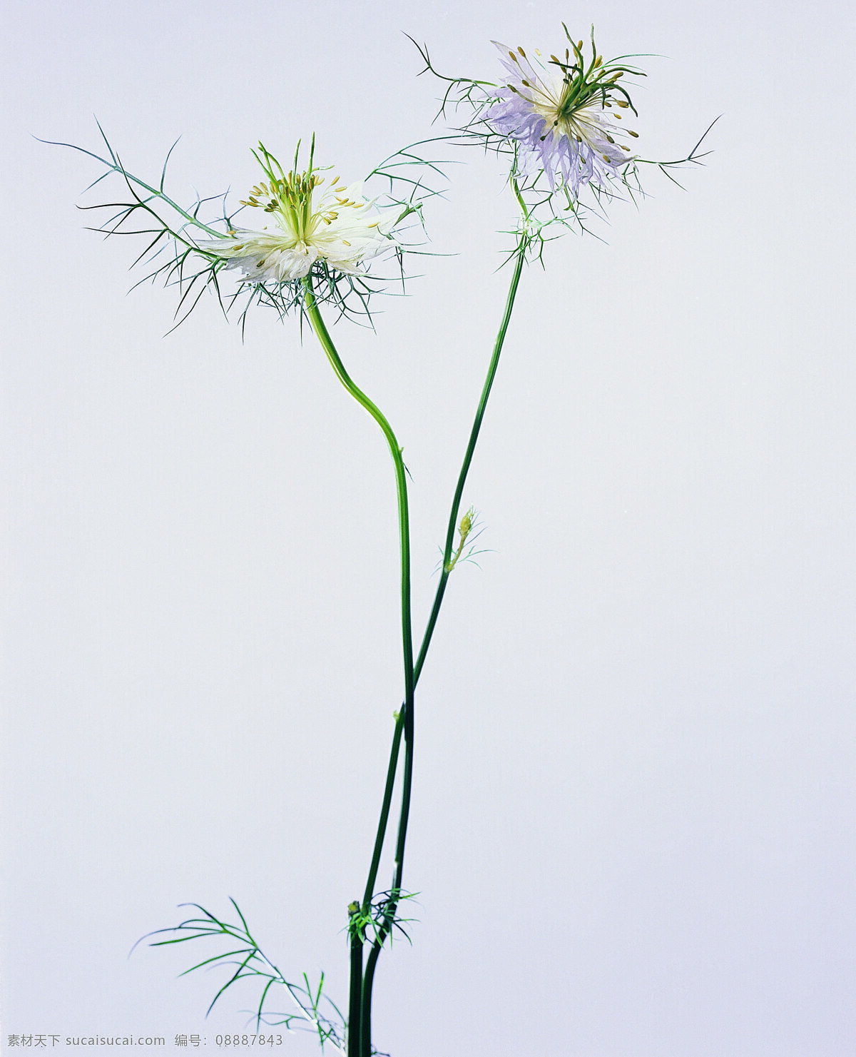 花 姿 花颜 百花世界 花瓣 花草 花朵 花蕊 全球 首席 大百科 一束花 花姿花颜花 生物世界