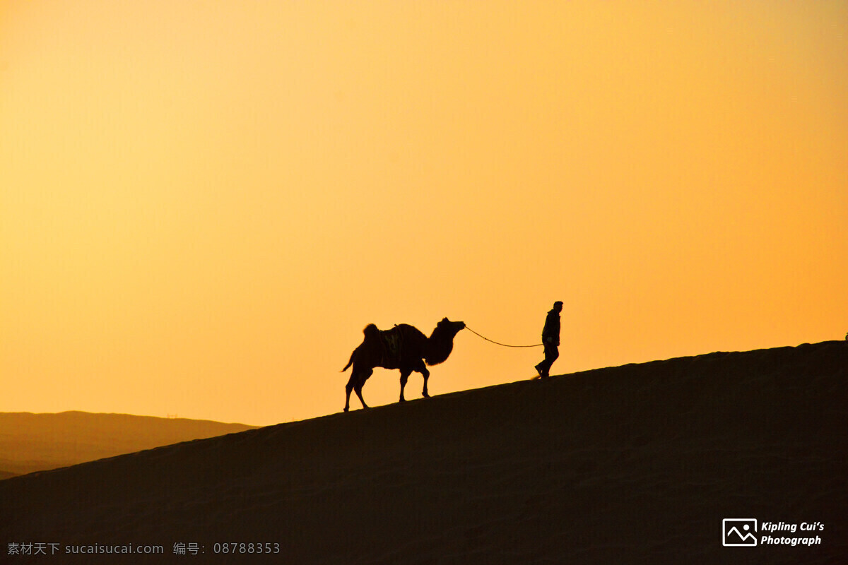 沙漠骆驼 沙漠 剪影 骆驼 清晨 西北 额济纳 巴丹吉林沙漠 自然景观 自然风景