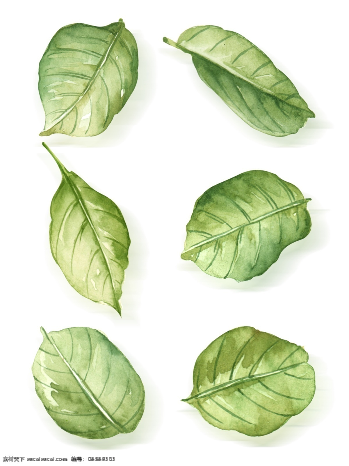 大气 水彩 手绘 叶子 元素 套 图 手绘叶子 叶子元素 植物叶子 小清新叶子