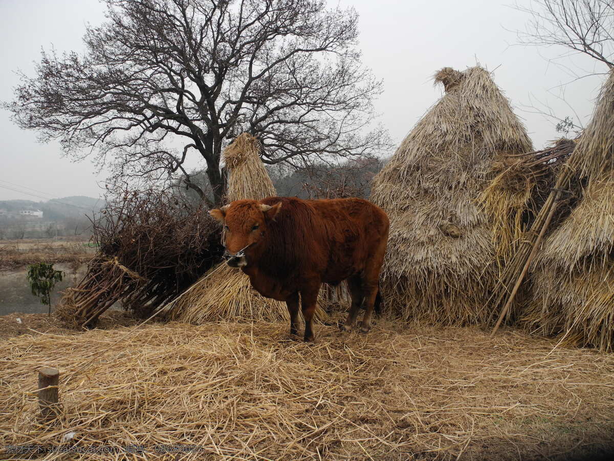 耕牛 耕作 黄牛 家禽家畜 牛奶 农村 农民 农田 生物世界