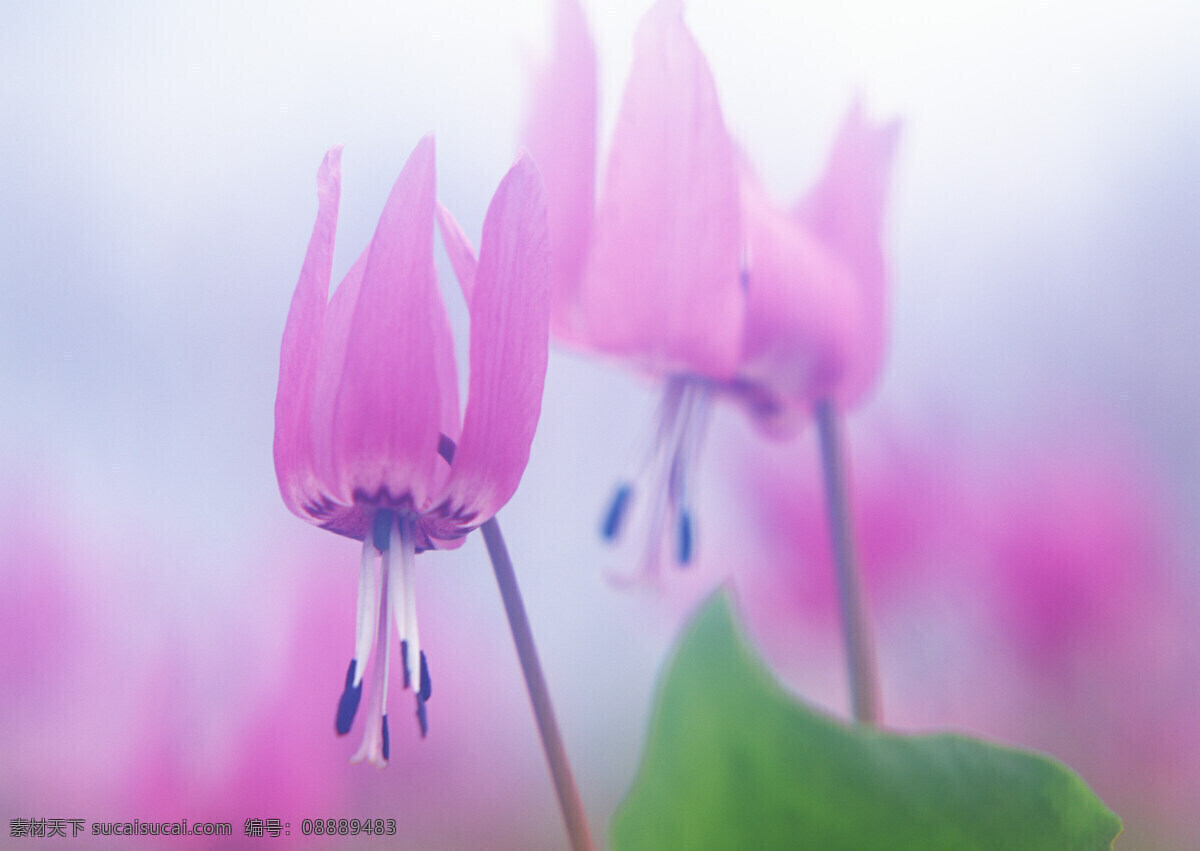 粉红色 鲜花 背景 春天 野花 花朵 清新 清爽 梦幻背景 鲜花背景 背景素材 美丽风景 摄影图 高清图片 花草树木 生物世界