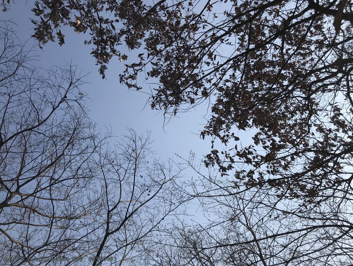 叶影 树枝 天空 沧桑感 安静 树叶 自然景观 自然风景