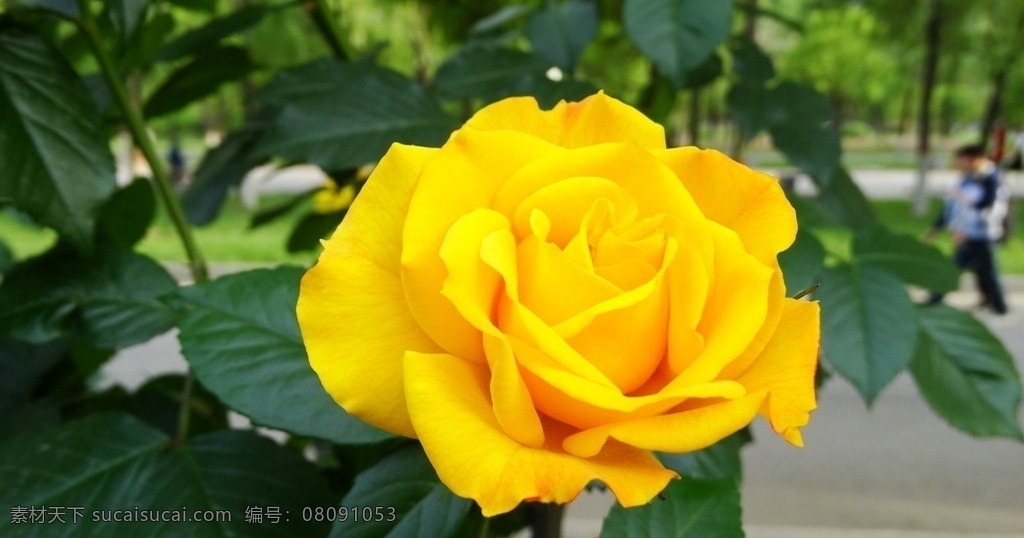 黄色月季 春天月季 月季花 黄色花 春天黄色花 月季花朵 春天月季花 春天花朵壁纸 黄色壁纸 黄色花壁纸 大图壁纸 摄影花朵壁纸 摄影百花苑 生物世界 花草