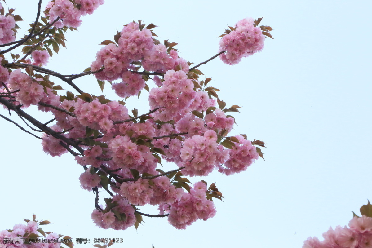 樱花 满园春色 花枝 玉渊潭樱花节 玉渊潭春色 树干 花朵 春色 花卉 花儿 花骨朵 花草 树枝 枝叶 园林景观 绿化景观 生物世界