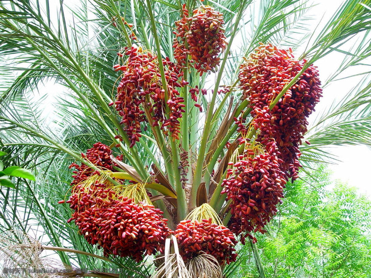 椰枣 金丝椰枣 阿拉伯 伊拉克 迪拜 蜜枣 椰枣树 水果 生物世界