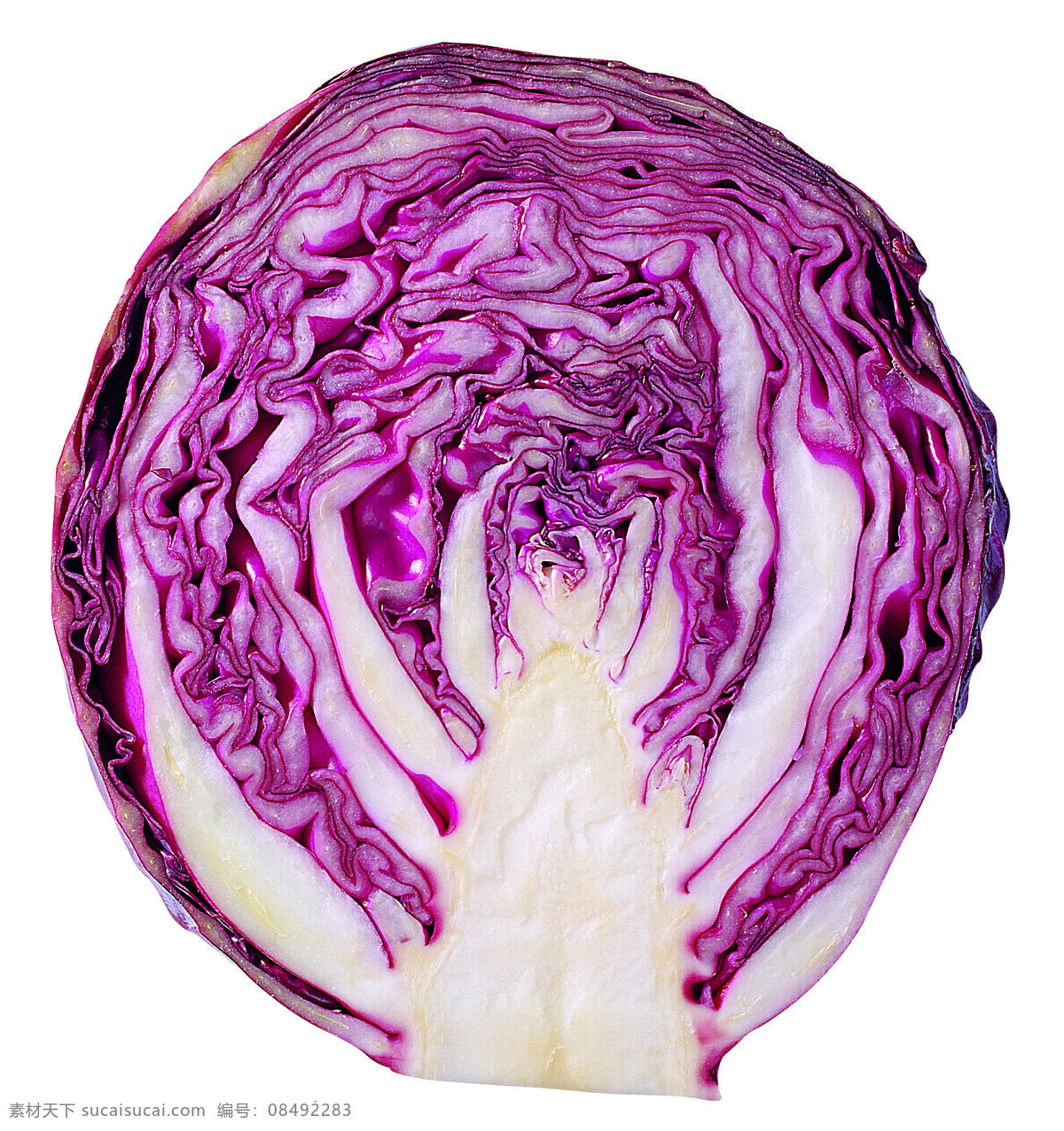 包菜 超市蔬菜 健康生活 健康饮食 绿色生活 绿色蔬菜 生物世界 蔬菜 橄榄菜 切开包菜 新鲜蔬菜 蔬菜批发 风景 生活 旅游餐饮