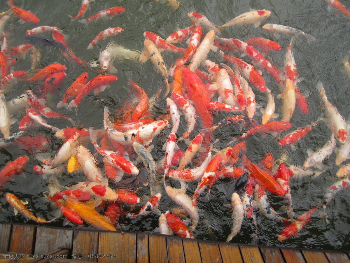 金鱼 红金鱼 生物世界 水池 鱼类 金鱼群 多颜色金鱼